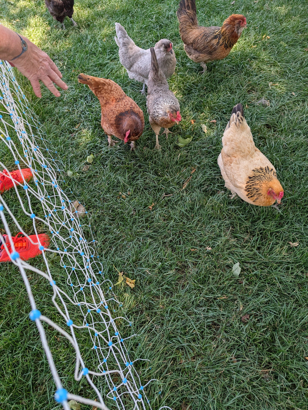 Black soldier fly larvae as a protein treat for chickens and chicks