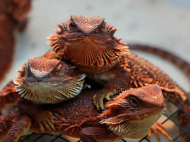 Why BSFL Are the Best Feeder Insect for Reptiles