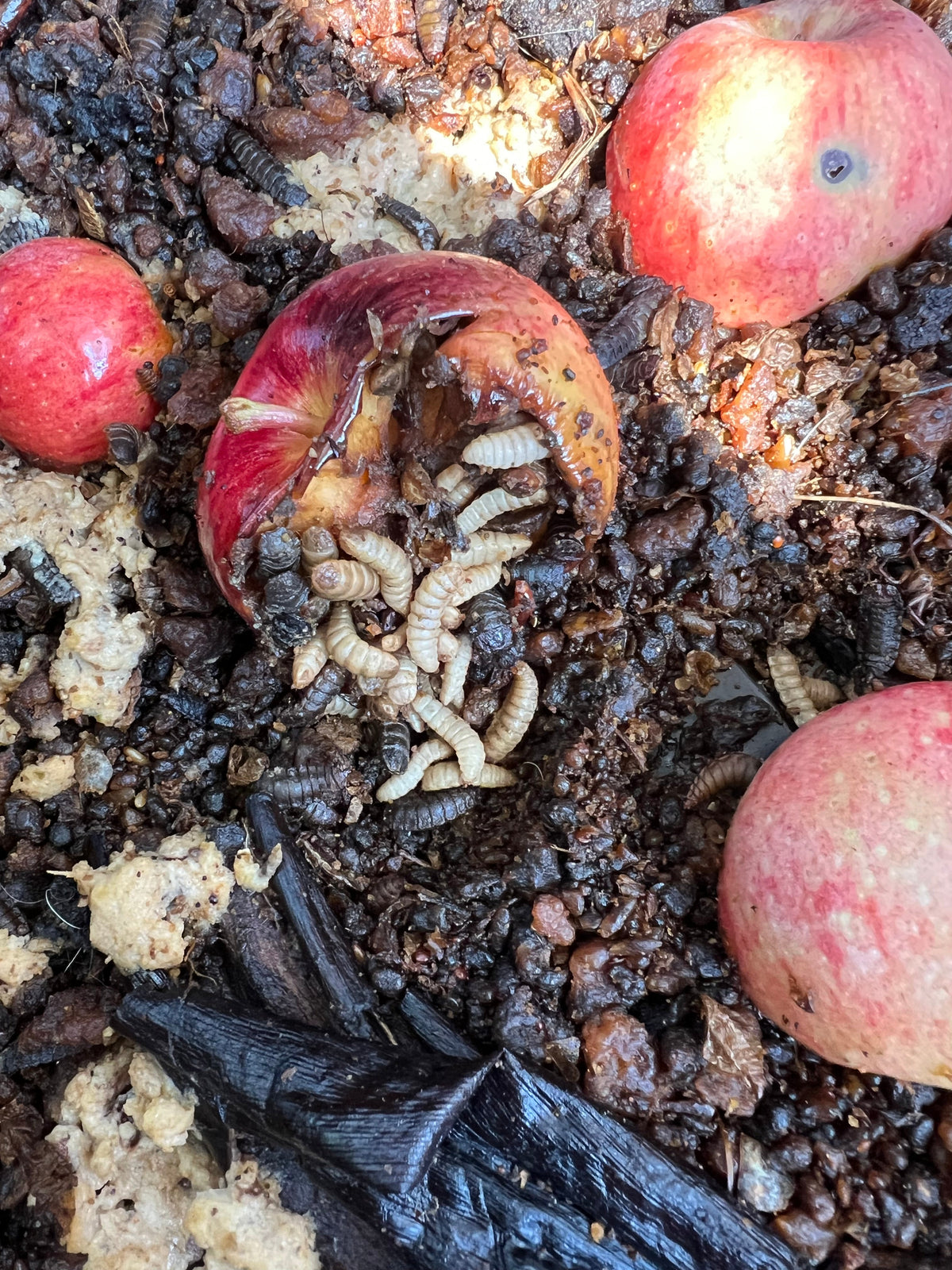 Black soldier fly larvae composting apples and food scraps