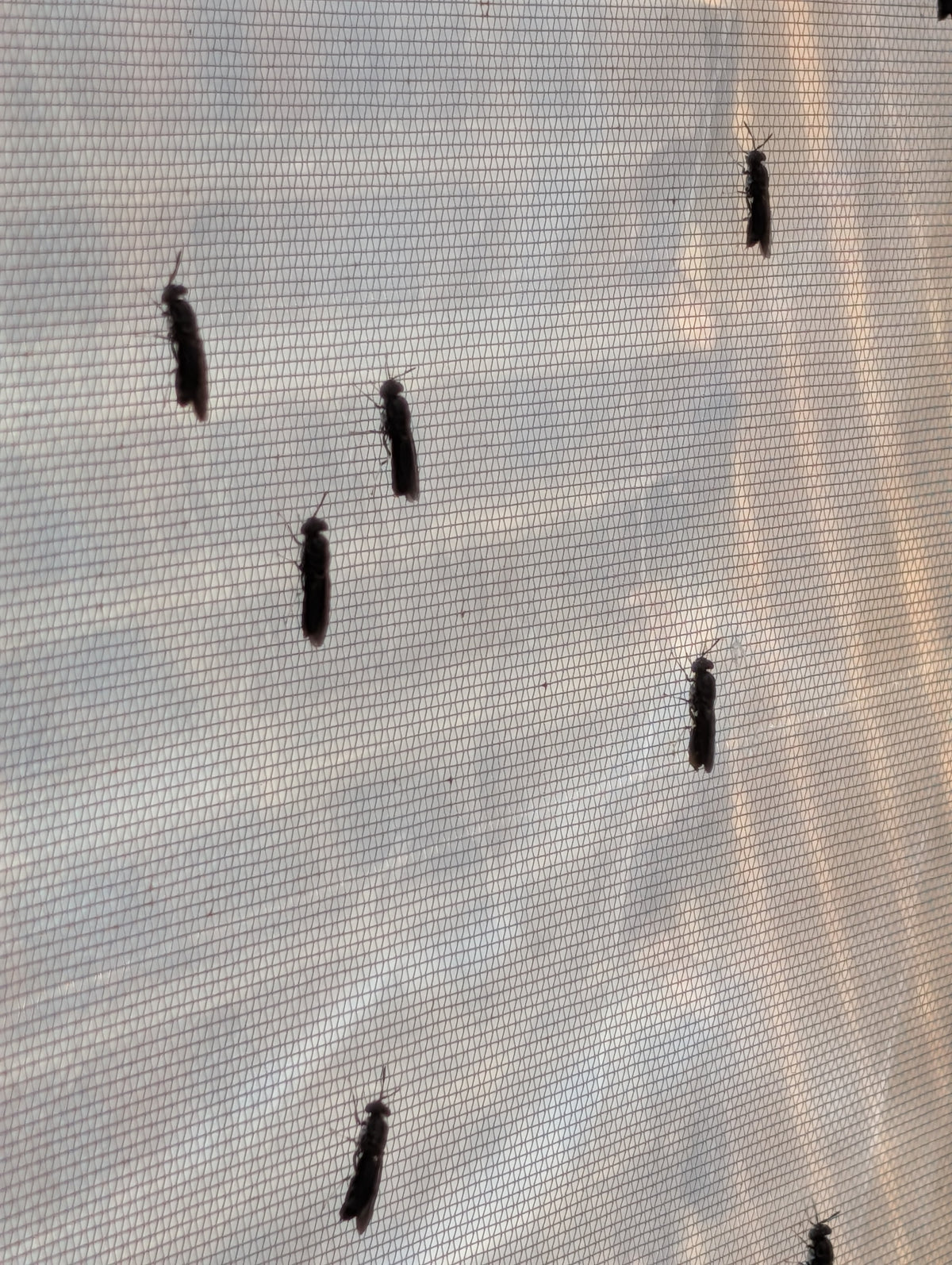 Adult black soldier flies on mesh inside a home breeding enclosure