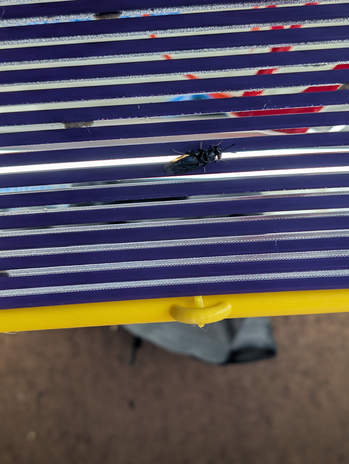 Adult black soldier fly attracted to a corrugated egg-laying strip inside a compost bin