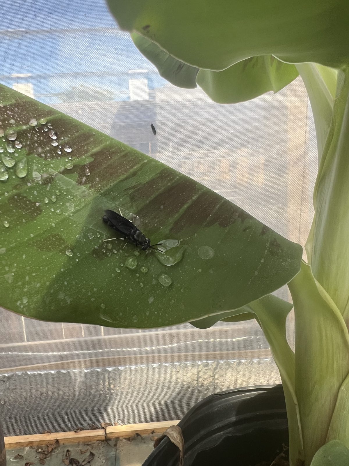 Adult black soldier fly drinking from a water droplet on a banana leaf