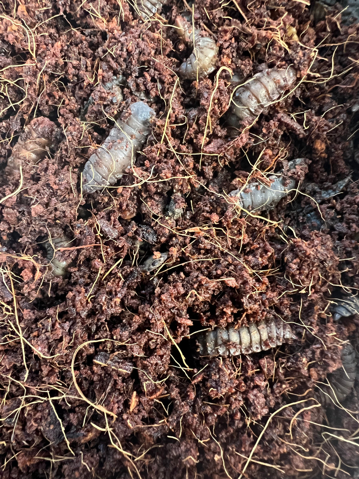 Black soldier fly larvae and prepupae, the dark wandering stage people find indoors