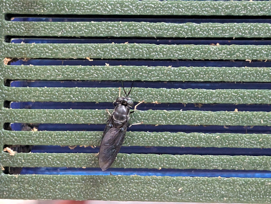 BSFL Coop black soldier fly egg collection system, stacked corrugated egg-laying panels in a bamboo frame
